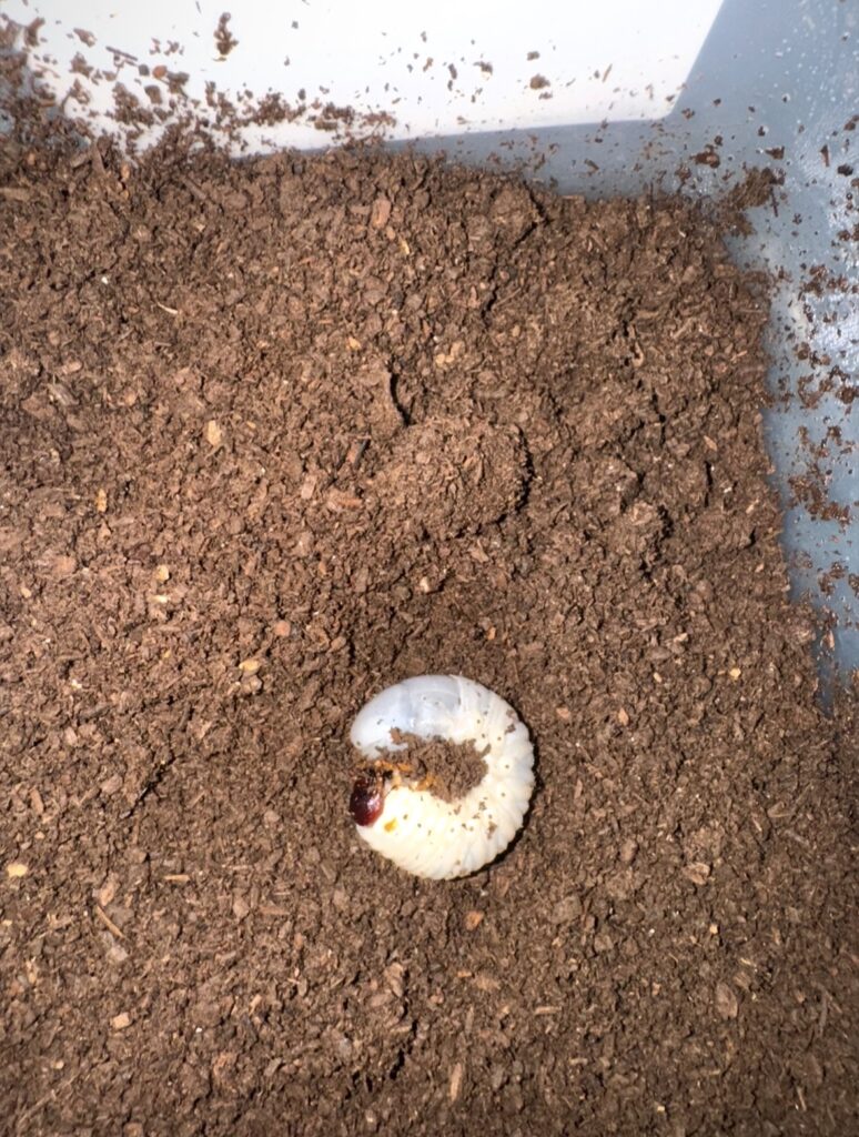 ヘラクレスオオカブト幼虫