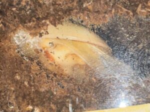 インドアンテ羽化1