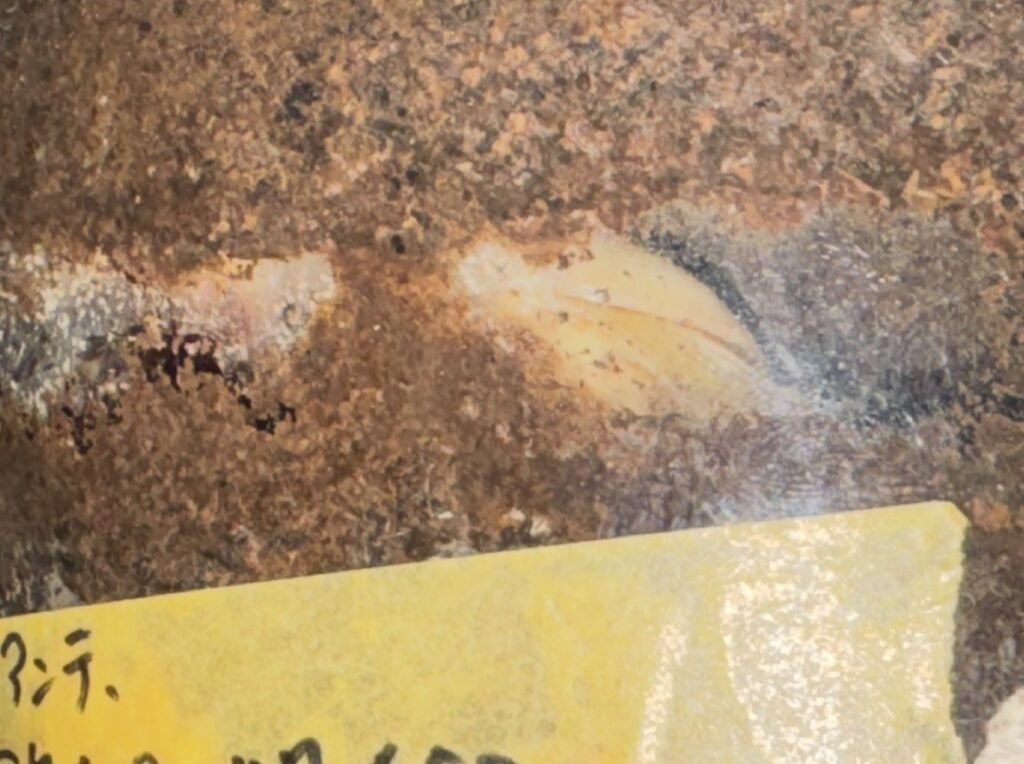 インドアンテ羽化2