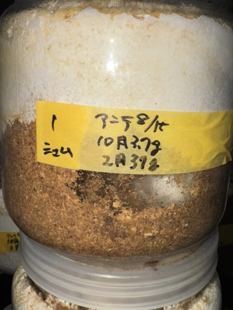 アンテ羽化8ヶ月経過の幼虫４