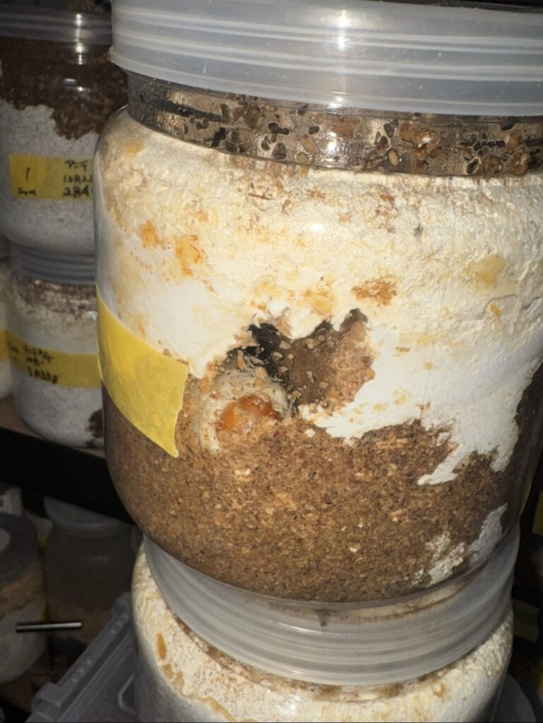 アンテ羽化8ヶ月経過の幼虫３