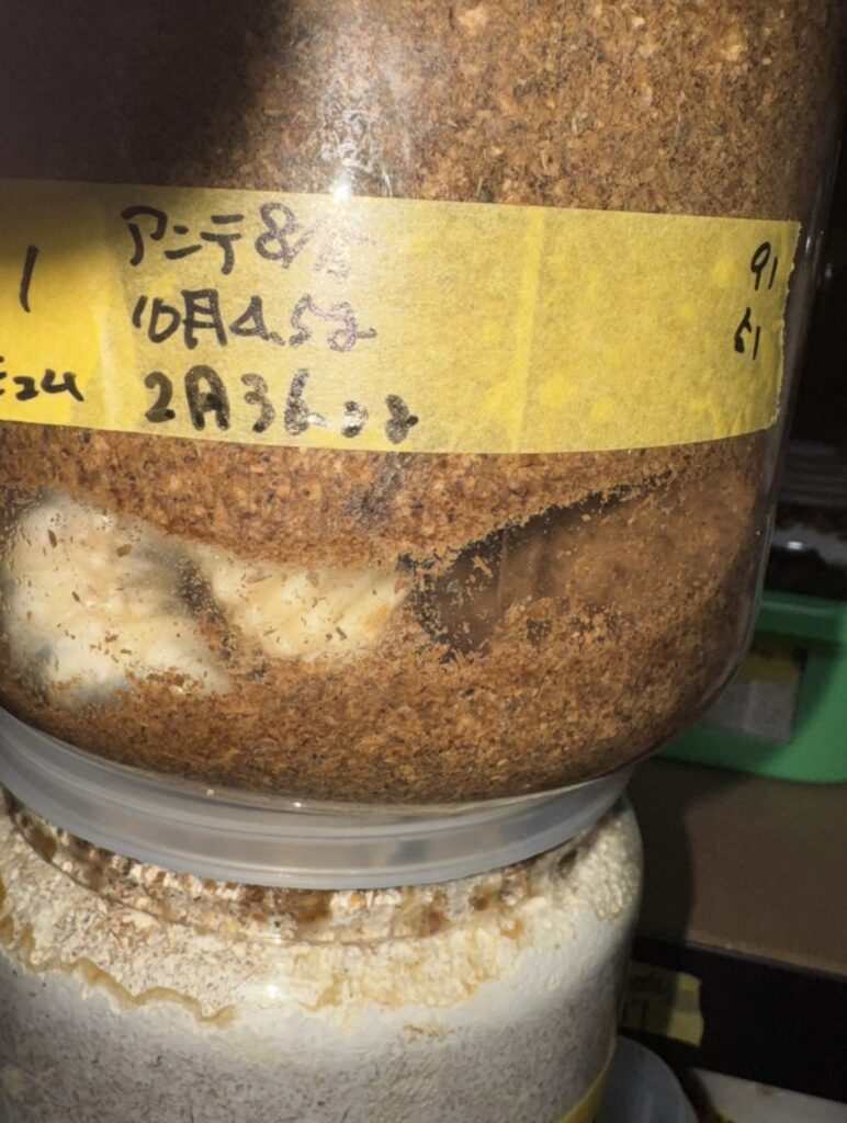 アンテ羽化8ヶ月経過の幼虫２