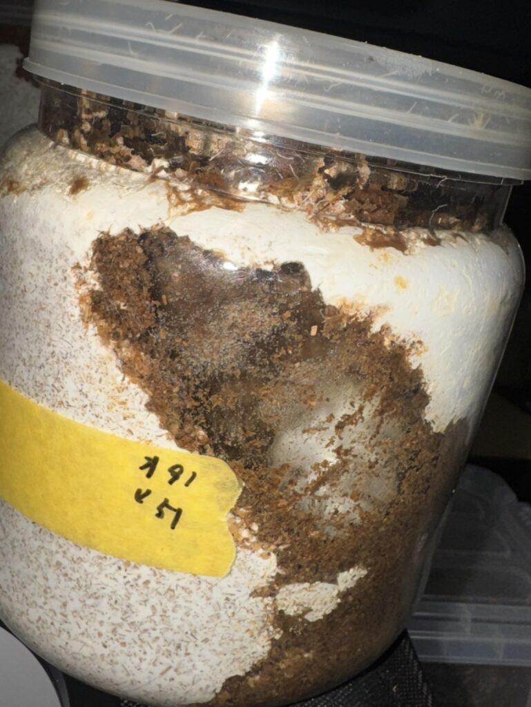 アンテ羽化8ヶ月経過の幼虫１