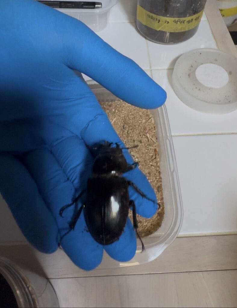 アクベシアヌスのメス1