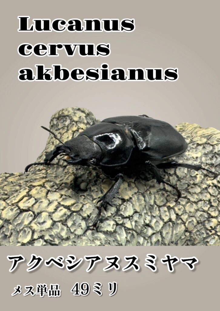 アクベスメスヤフオク1