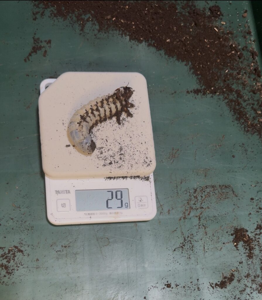 11月羽化のスマトラコーカサスオオカブト幼虫3