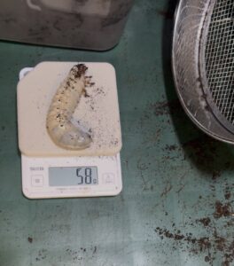 11月羽化のスマトラコーカサスオオカブト幼虫４