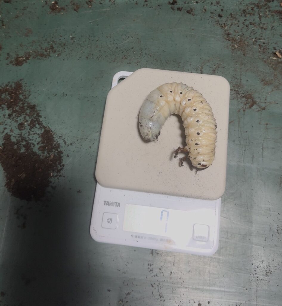 ヘラクレスオオカブトーエクアトリアヌスの幼虫１