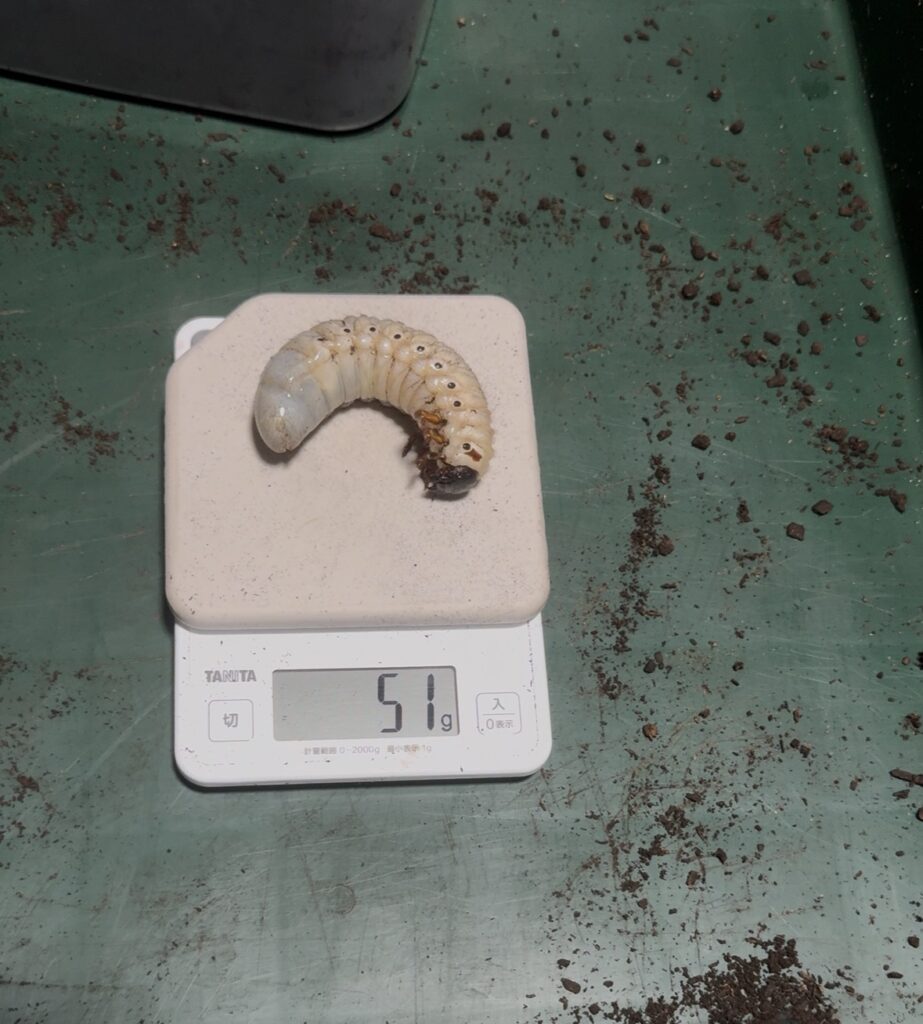 ヘラクレスオオカブトーエクアトリアヌスの幼虫５