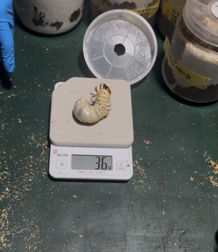 アンタエウスオオクワガタの幼虫6