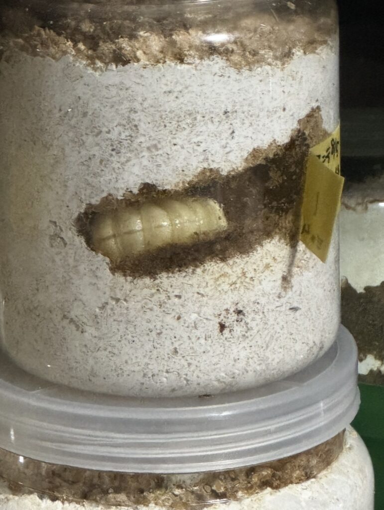アンタエウスオオクワガタ前蛹