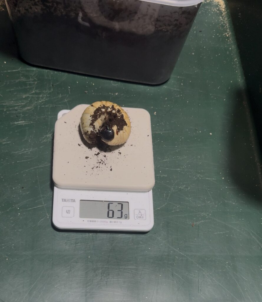 11ヶ月の大陸コーカサスの幼虫４