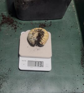 11ヶ月の大陸コーカサスの幼虫２