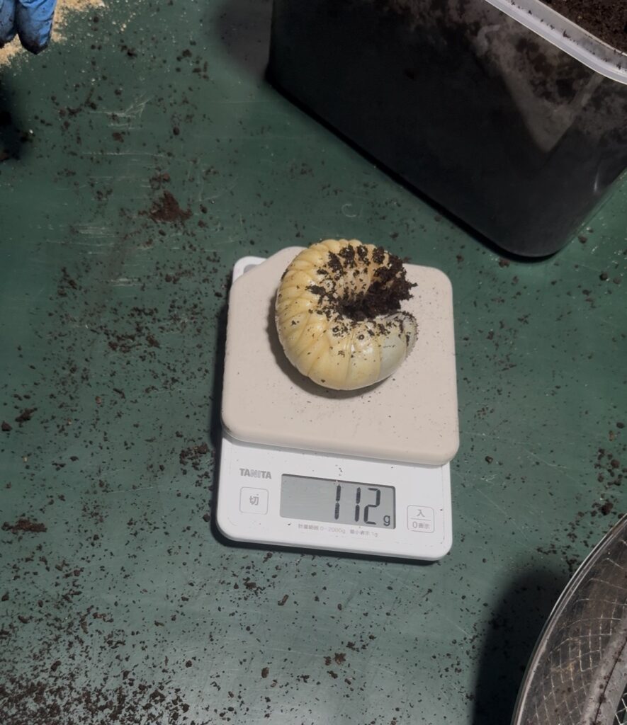 11ヶ月の大陸コーカサスの幼虫１