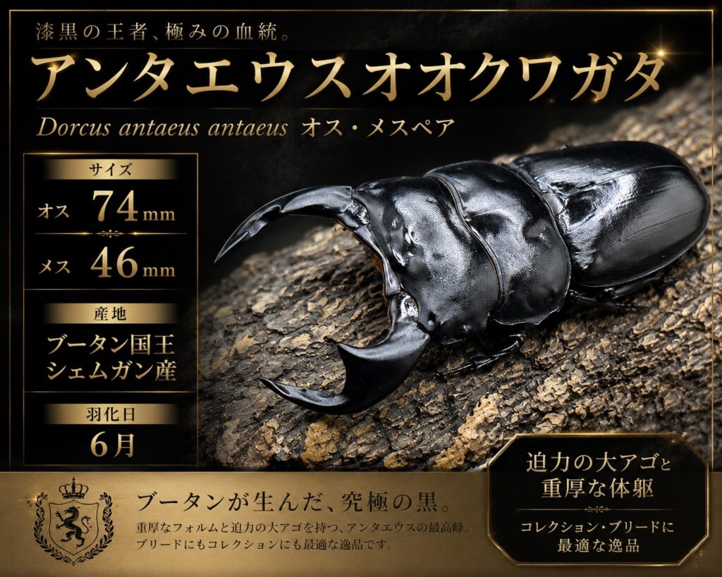 ヤフオク出品個体